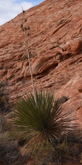 Yucca utahensis