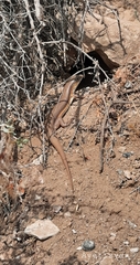 Eumeces schneiderii