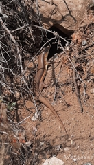 Eumeces schneiderii