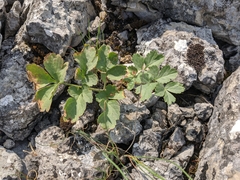 Heracleum ligusticifolium