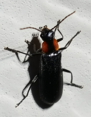 Rhagonycha lineola