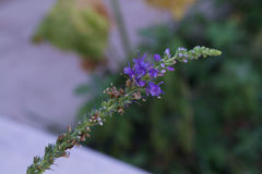 Veronica spicata
