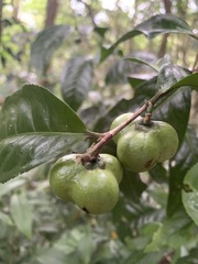 Camellia sinensis assamica