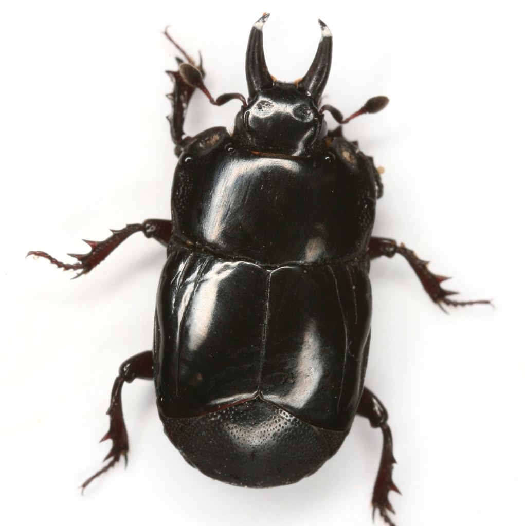 Hololeptini