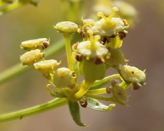 Cachrys libanotis