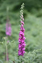 Digitalis purpurea