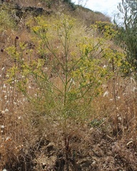 Cachrys libanotis