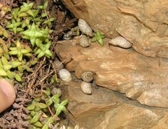 Prestonella bowkeri