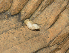 Prestonella bowkeri
