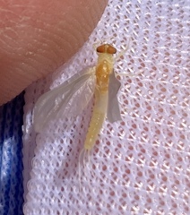 Ephemerella dorothea