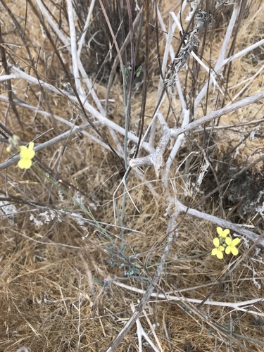 photo of California Primrose (Eulobus californicus)