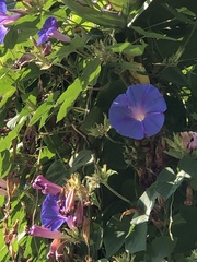 Ipomoea