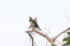 Ducula forsteni