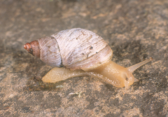 Prestonella bowkeri