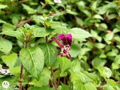 Cuphea calaminthifolia