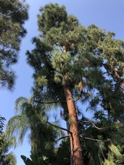 Pinus