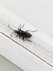 Acmaeops proteus