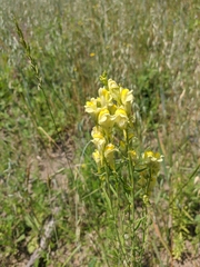 Linaria biebersteinii