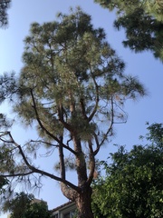 Pinus