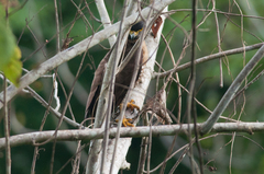 Spilornis rufipectus