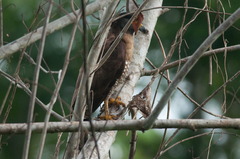 Spilornis rufipectus