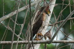 Spilornis rufipectus