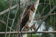 Spilornis rufipectus