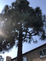Pinus