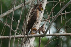 Spilornis rufipectus