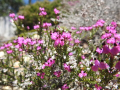 Erica umbellata