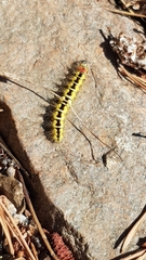 Acronicta cinerea