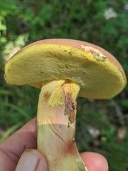 Butyriboletus appendiculatus
