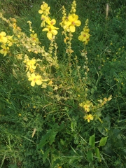 Verbascum pyramidatum