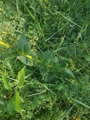 Verbascum pyramidatum