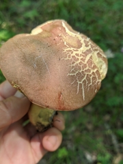Butyriboletus appendiculatus