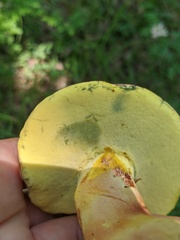 Butyriboletus appendiculatus