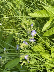 Polemonium occidentale occidentale