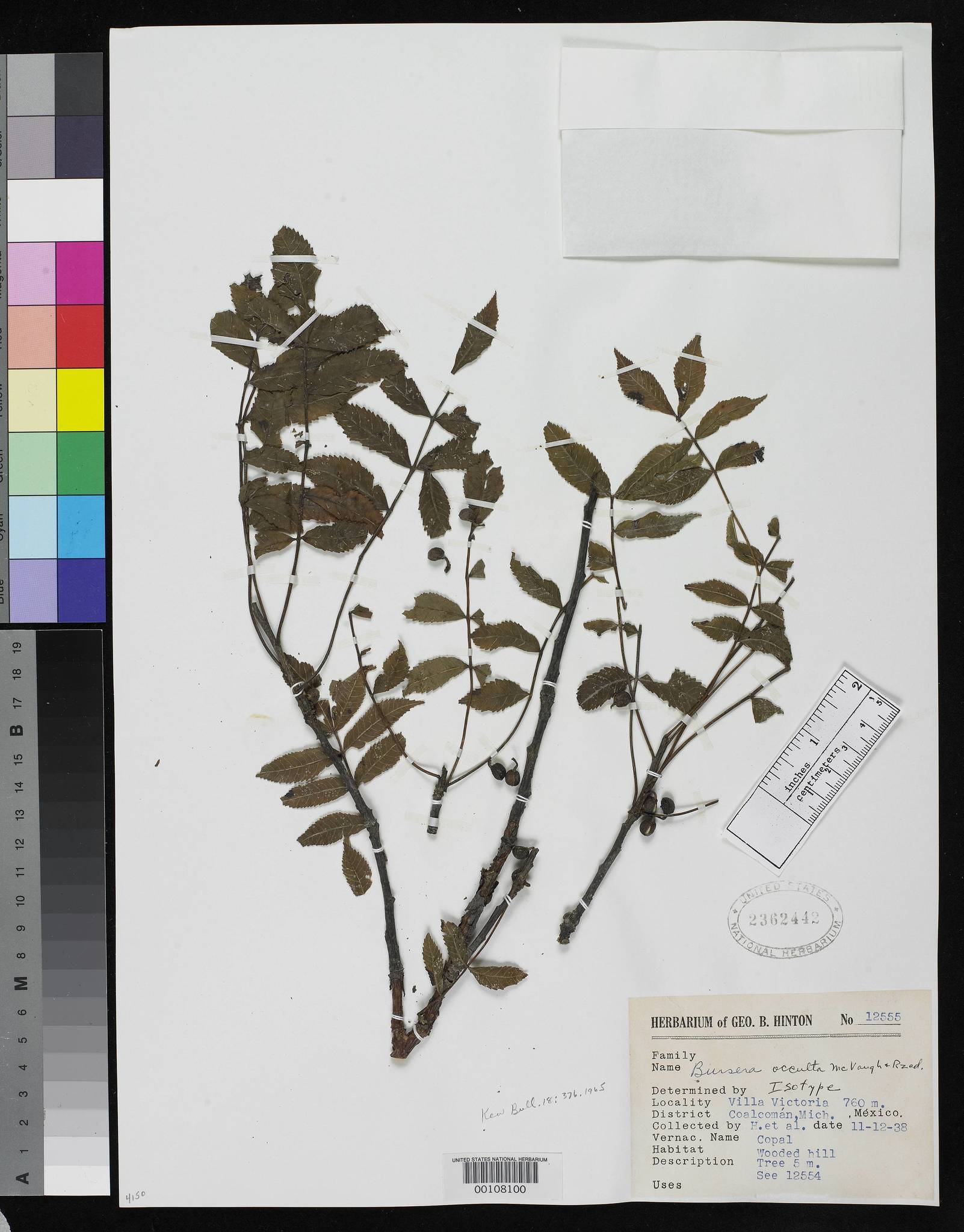 Bursera occulta McVaugh & Rzed.