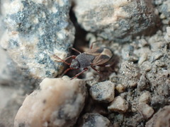 Malezonotus
