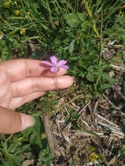Geranium asphodeloides