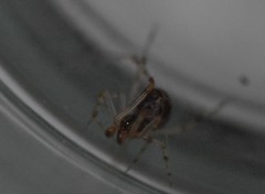 Theridiidae
