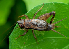 Loxoblemmus appendicularis