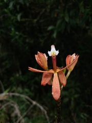 Epidendrum acutilobum