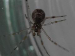 Theridiidae