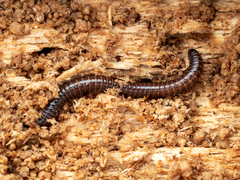 Pseudospirobolellus avernus