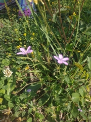 Geranium asphodeloides