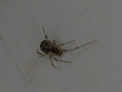 Theridiidae