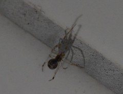 Theridiidae