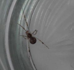 Theridiidae