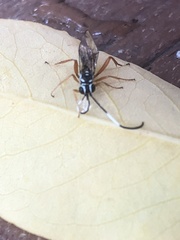 Agonocryptus discoidaloides